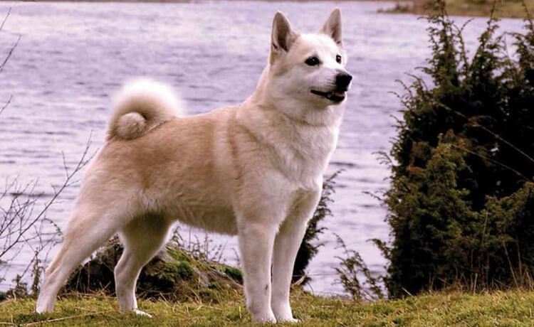 Norwegian Buhund